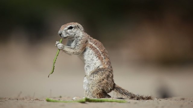 Ground squirrel feeding, Kalahari desert
