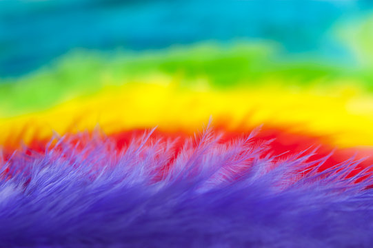 Colorful feathers background macro © Ewapix