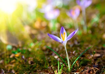 Cercles muraux Crocus Spring purple crocus flowers with sunlight