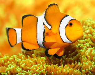 Tropical reef fish - Clownfish (Amphiprion ocellaris).