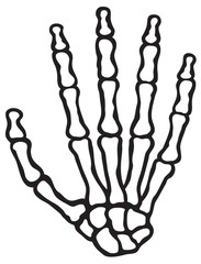 human skeleton hand