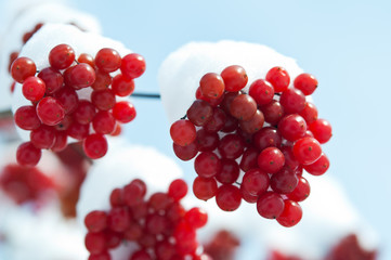 winter frozen viburnum