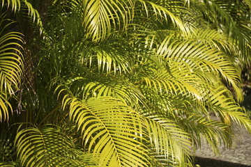 palm tree leaves