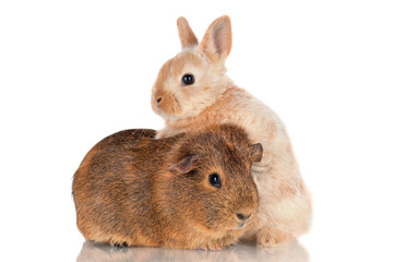 baby rabbit with his paws on guinea pig