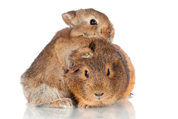 baby rabbit hugging a guinea pig