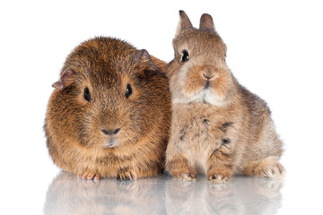 adorable baby bunny and guinea pig together