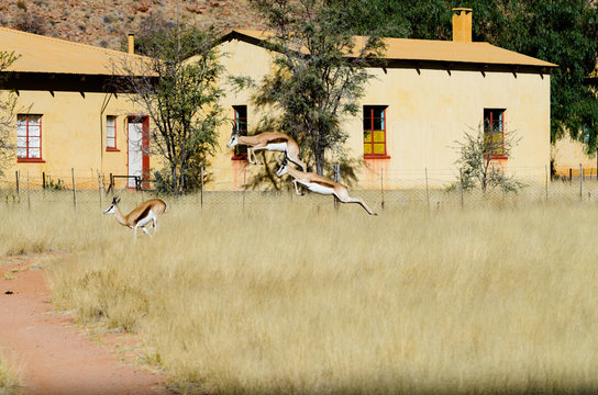 Pronking springboks (Antidorcas marsupialis)
