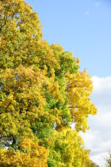 autumn tree with golden leaves