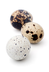 Obraz premium Quail eggs