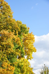 autumn tree with golden leaves