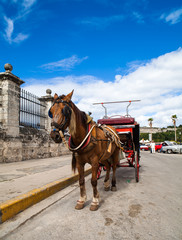 Naklejka na ściany i meble Karaiby Kuba Hawana Koń