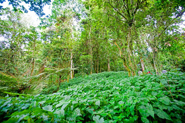 African rainforest in the Bwindi Impenetrable Forest National Park, at the borders of Uganda, Congo...
