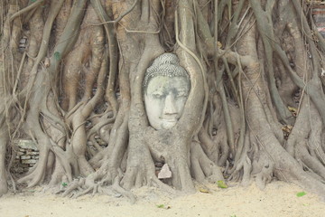 Fototapeta na wymiar Ayutthaya head in a tree