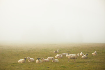 Obraz premium Sheep on farm in morning fog
