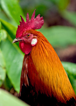 a rooster on the Hawaiian island of Kauai.