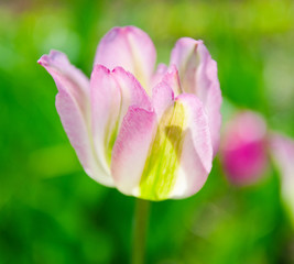 Fototapeta premium tulip