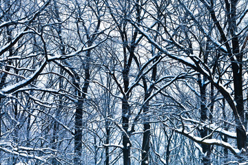 oak branches under snow