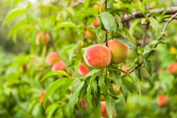 Obraz premium Peaches on a tree