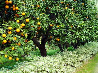 orange fruit tree orchard
