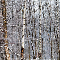 birch trunks in winter forest