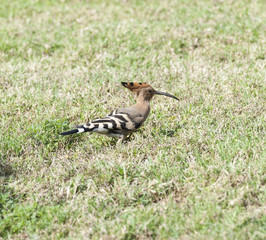 Hoopoe bird in a garden