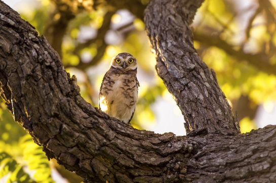 Owl Staring