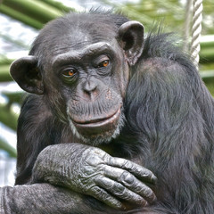 Sad Chimpanzee thinking about his life
