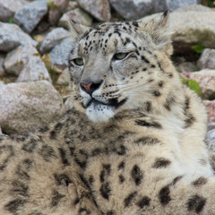 Snow Leopard 1