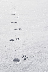 tracce di cane nella neve