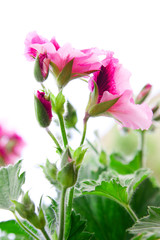 Spring flower on white background