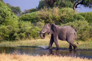 Fototapeta na wymiar Elefant w rzece