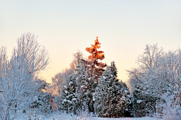 spruce tree in winter landscape