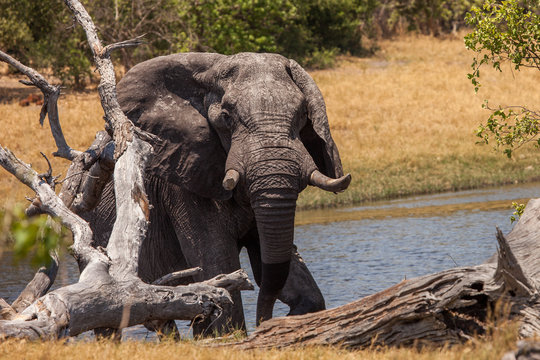 Huge male African elephant