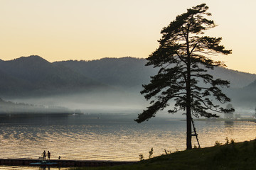 Fototapeta na wymiar Coniferous tree on the bank of Lake Teletsky