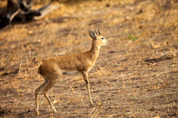 Fototapeta premium Steenbok Antelope