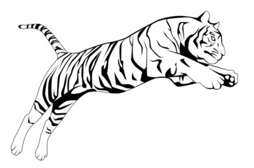 Fototapeta na wymiar tiger jump