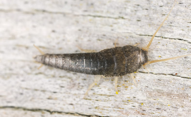 Silverfish or fishmoth sitting on wood, extreme close up
