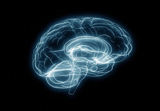 X-ray human brain