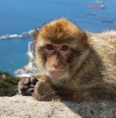 Barbary ape, Gibraltar © Arena Photo UK