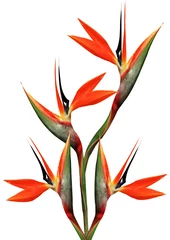 Küchenrückwand Plexiglas Strelitzia schöner Paradiesvogel Strauß