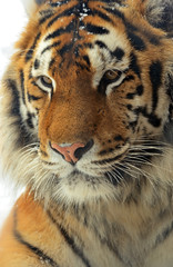 Obraz premium Tygrys