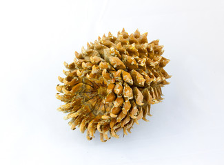 Giant Coulter pine (Pinus coulteri) cone