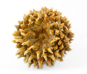 Giant Coulter pine (Pinus coulteri) cone, base view