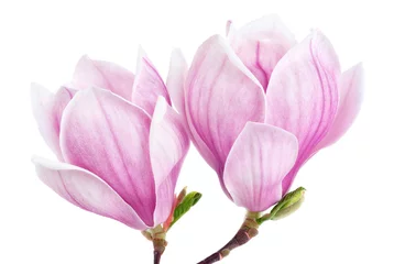 Rolgordijnen Zwei Magnolienblüten auf weiß © Smileus