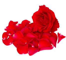 one red rose with petals