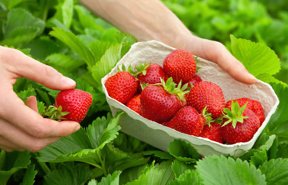 Perfekte Erdbeeren frisch vom Strauch