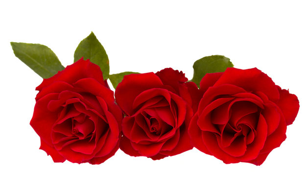 three red  roses