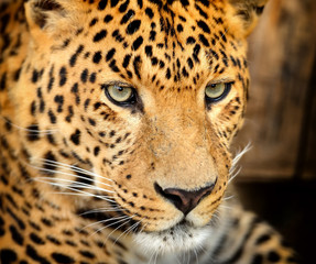Leopard portrait