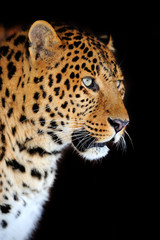 Fototapeta na wymiar Portret Leopard