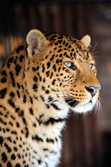 Leopard portrait